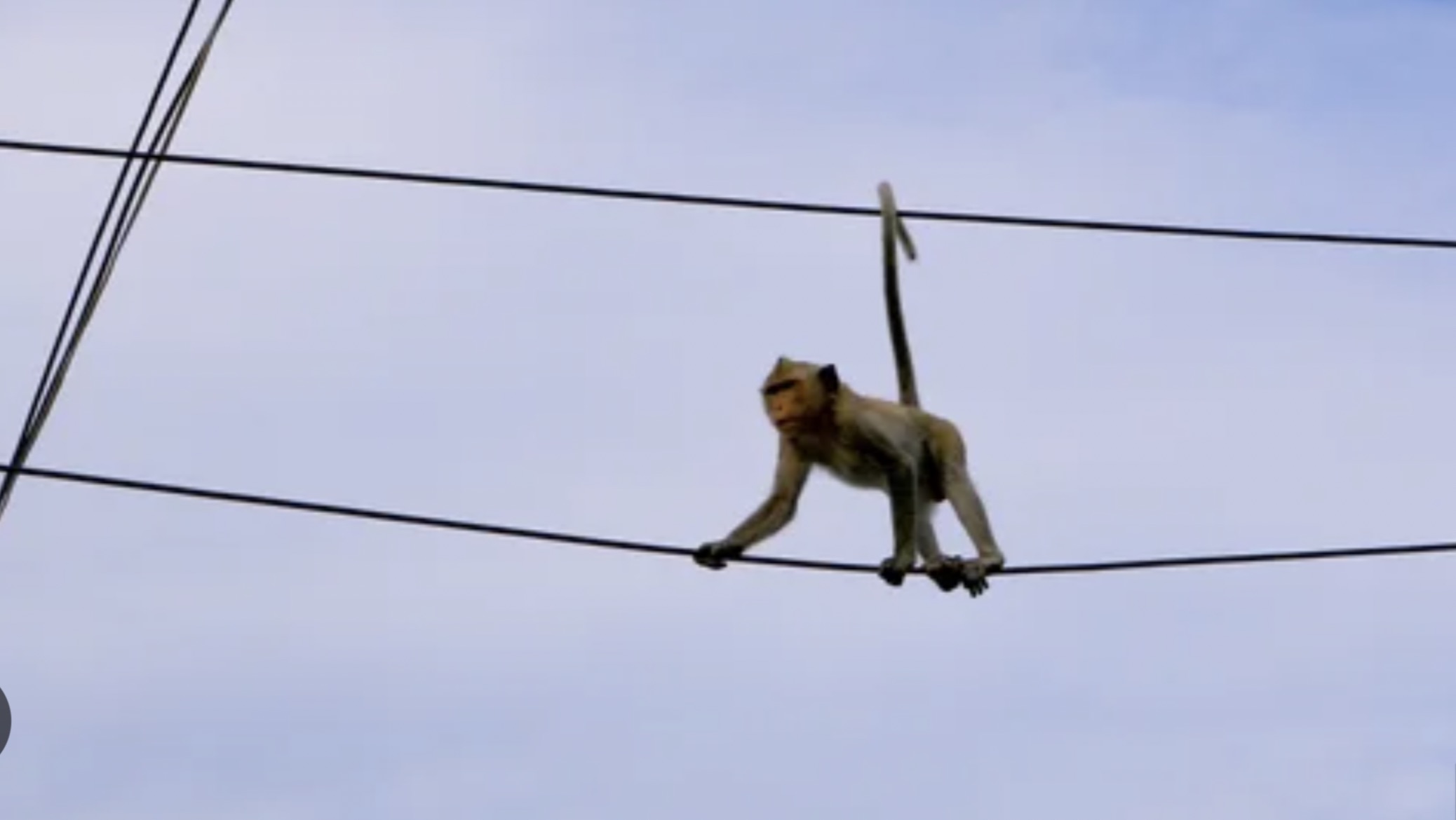 30 Pics Showing The Unstoppable Monkeyfication of Our Cities 